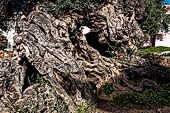 Hania - Inland from Kolimbari. One of the oldest olive trees in existence at no Vouves with the 4000-plus years attributed to it by experts.
